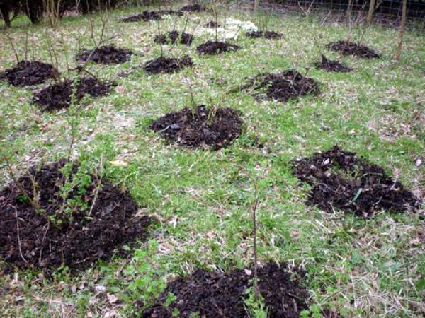 plantation de groseilles à maquereau