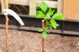 How to transplant raspberries in a new place in the summer and when is it better