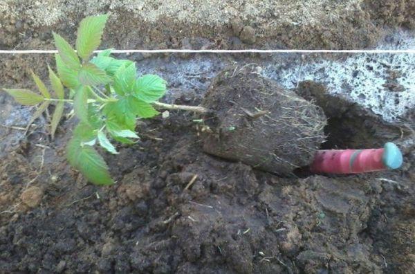 Soil for raspberries