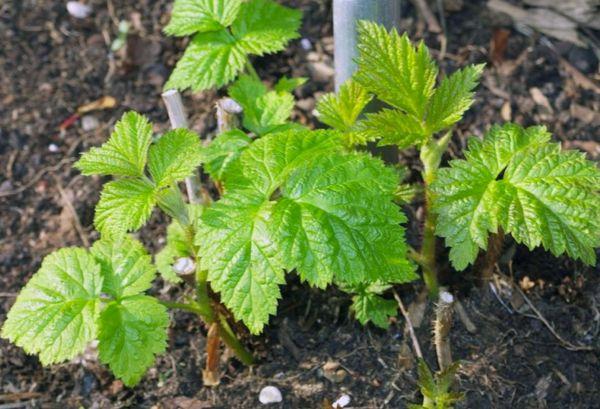 raspberry sprouts