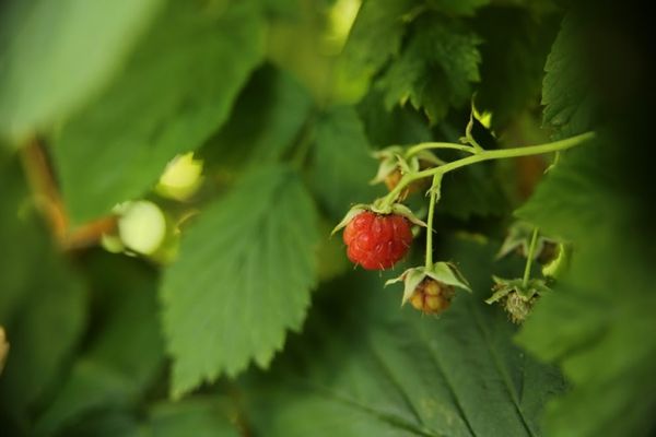 Fruiting raspberry