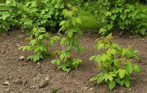 Raspberry bushes