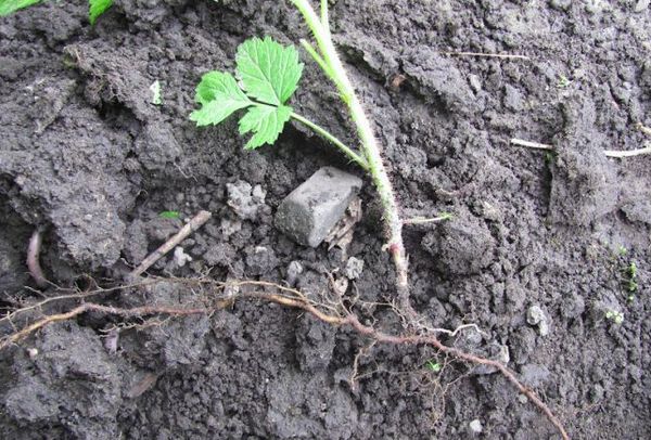 Transplant seedling