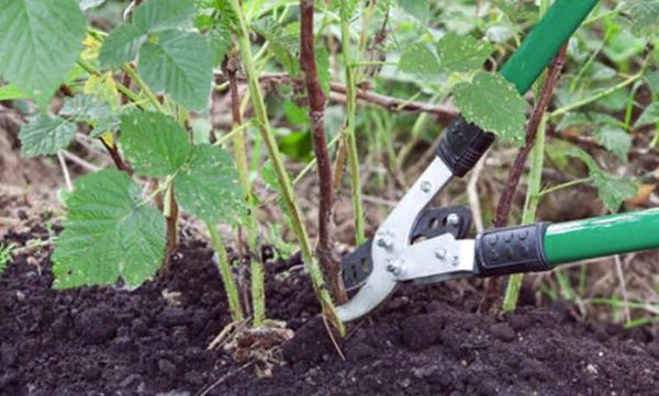 Raspberry pruning