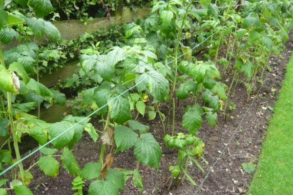 Berry seedlings