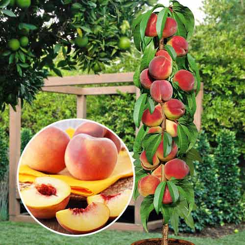 columnar peach