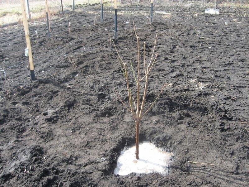 planter une pêche