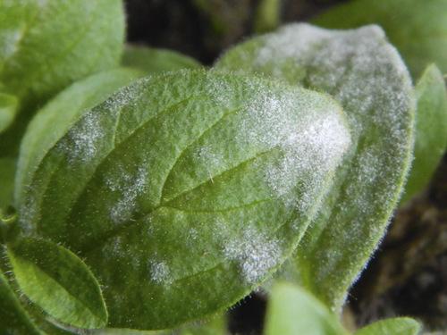 enfermedad de la petunia