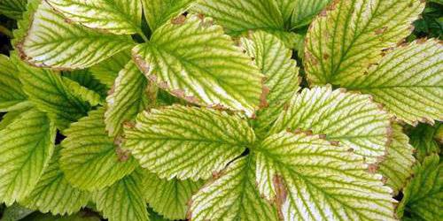 strawberry leaves