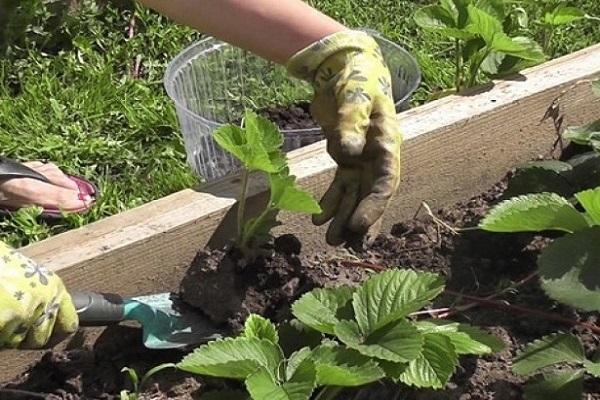 trabajar en el jardín