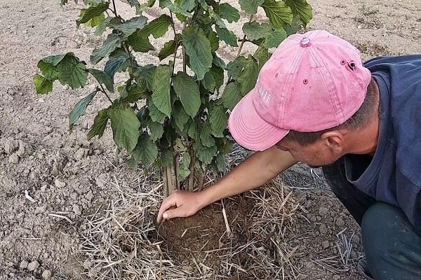 el árbol no da fruto