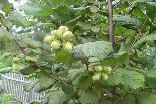 hazelnut yield