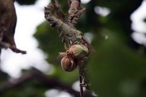 Por qué las avellanas pueden no dar frutos, causas y enfermedades, formas de resolver el problema