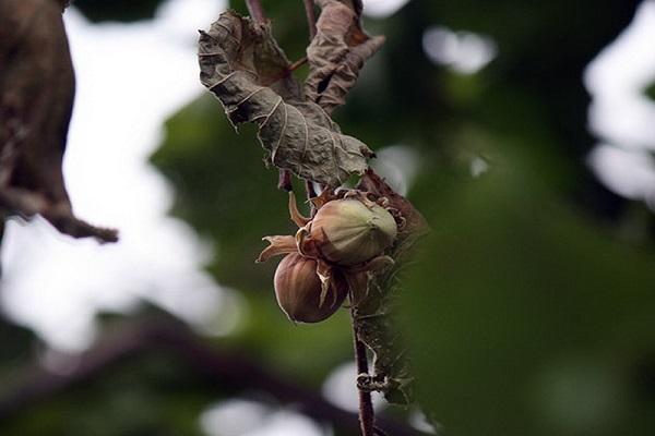 decay of the fruit