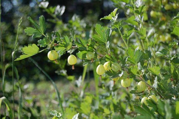 White gooseberry