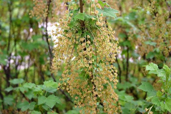 groseille en fleurs