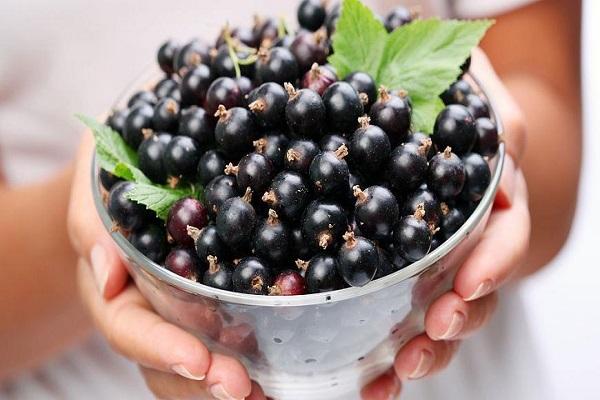 collected currants