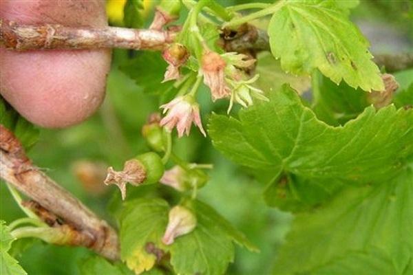 pourriture sur les fleurs