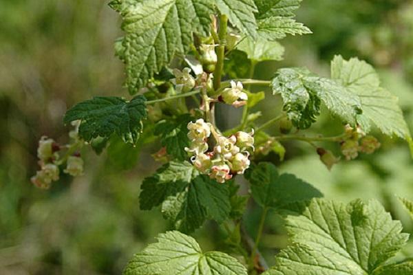 lack of pollinators