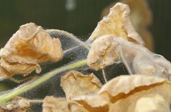 Dry leaves