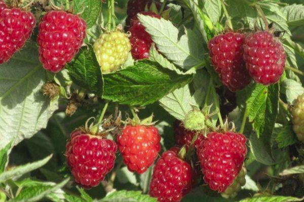 Raspberry fruit