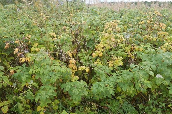 matorrales de plantas