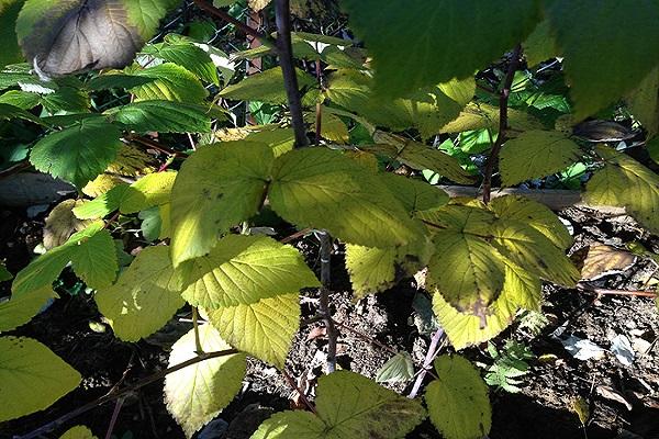 sécher les framboises