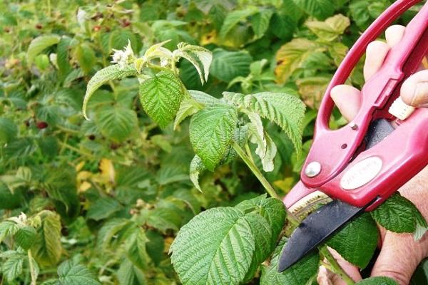 pruning bushes