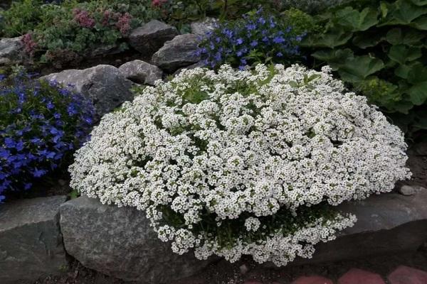 alyssum decorativo