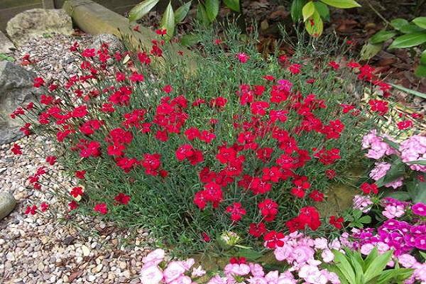 planta saxifraga