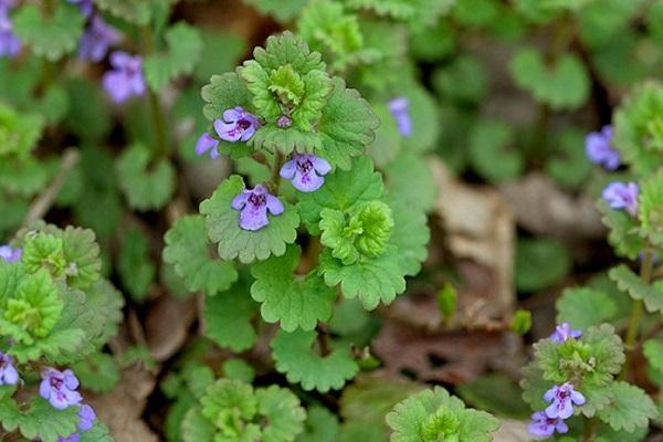 herbe d'oeillet