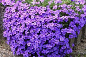 25 types of ground cover perennials for the garden with plant descriptions