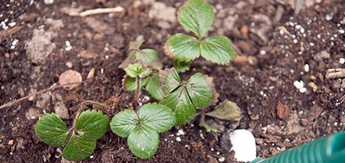 planting strawberries