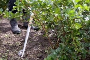 The better to feed the gooseberry, how to water it correctly in summer and autumn