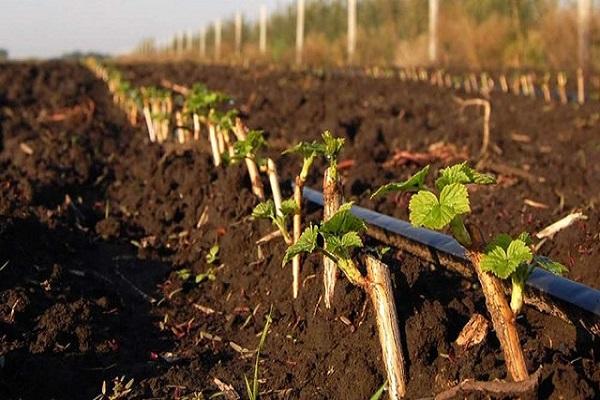 irrigation of shrubs