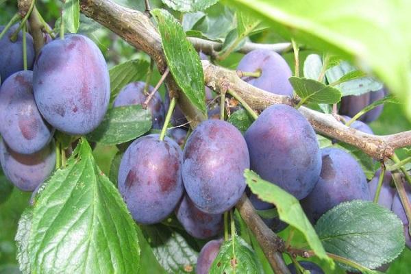 las ciruelas están maduras