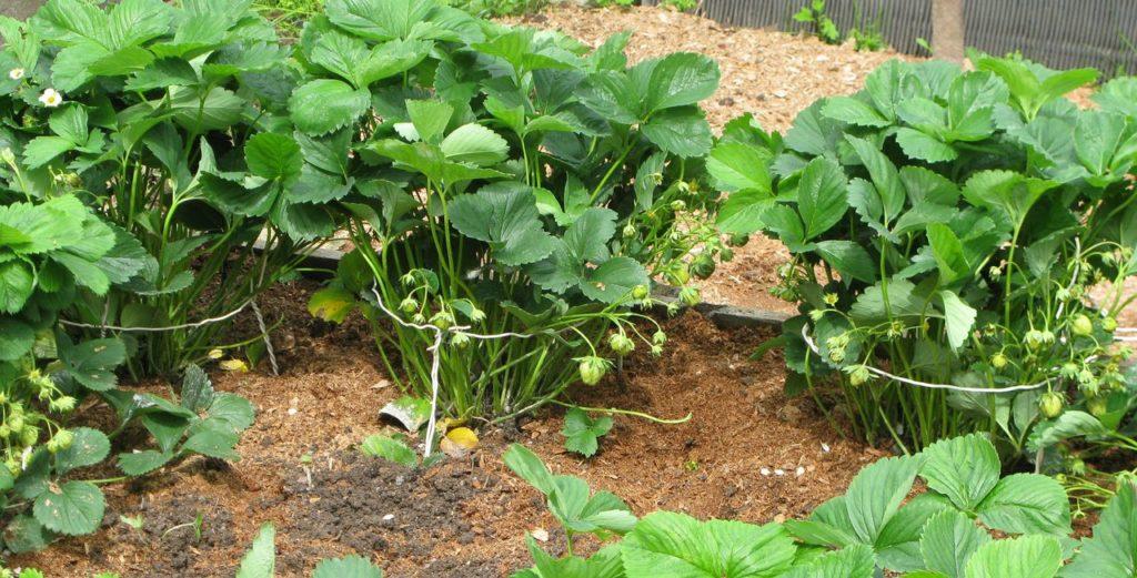 strawberry bushes