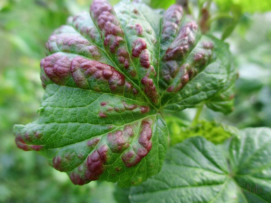 feuille de cassis