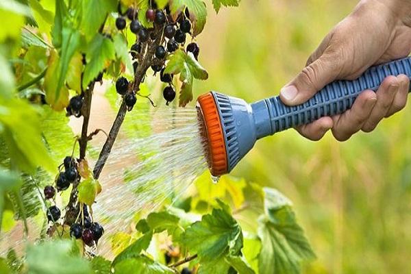 watering currants