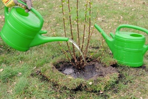 pouring from a watering can