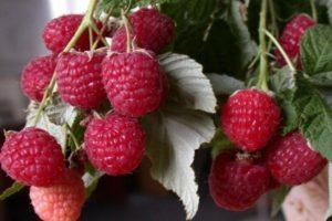 Description of the remontant variety of raspberries Polka, yield, planting and care