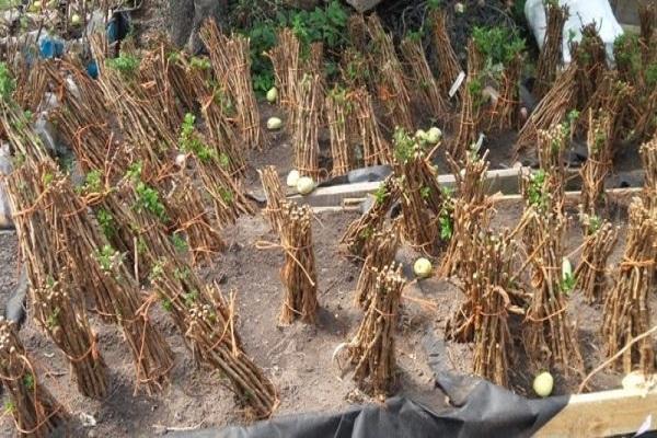 preparation of seedlings