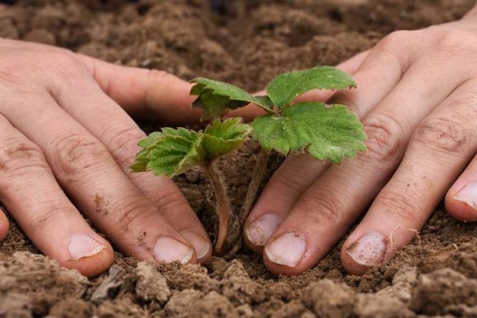 planting strawberries