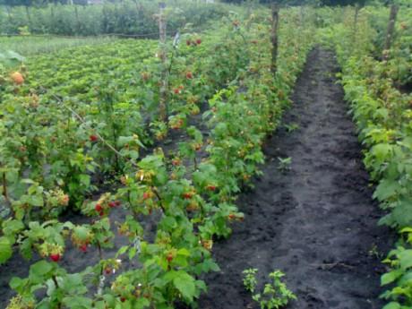 raspberry bushes