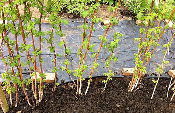 raspberry bushes