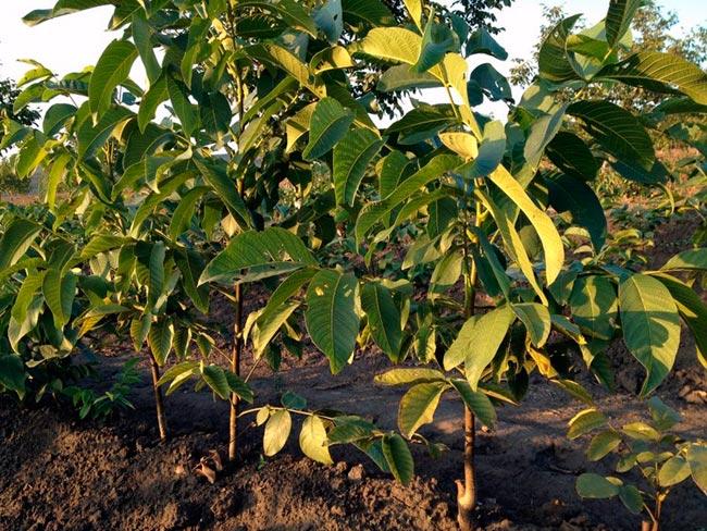 Walnut mulching