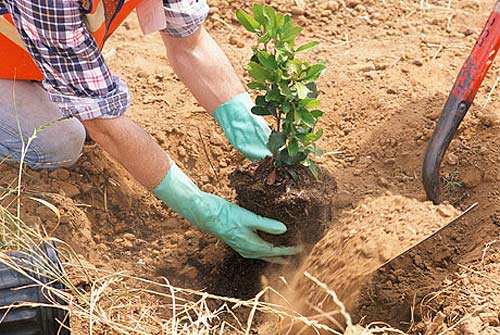 plantar un árbol