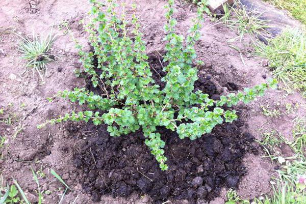 gooseberry bush