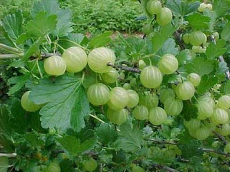 gooseberry Belarusian sugar