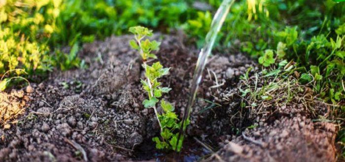 planter un buisson